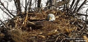 bald eagle cam bald eagle cam